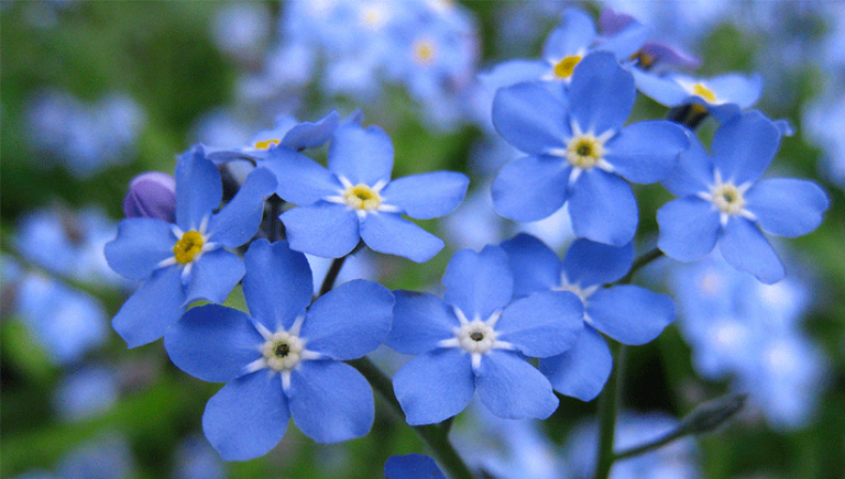 Pflege des Grabes in Novowolynsk